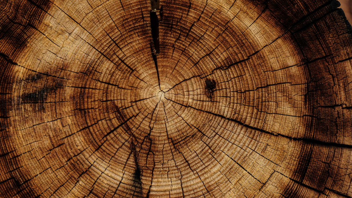 A photograph of a tree stump.