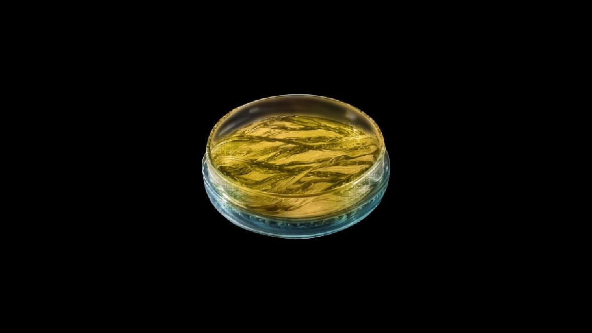 Artificial Biometal in The First Descendant